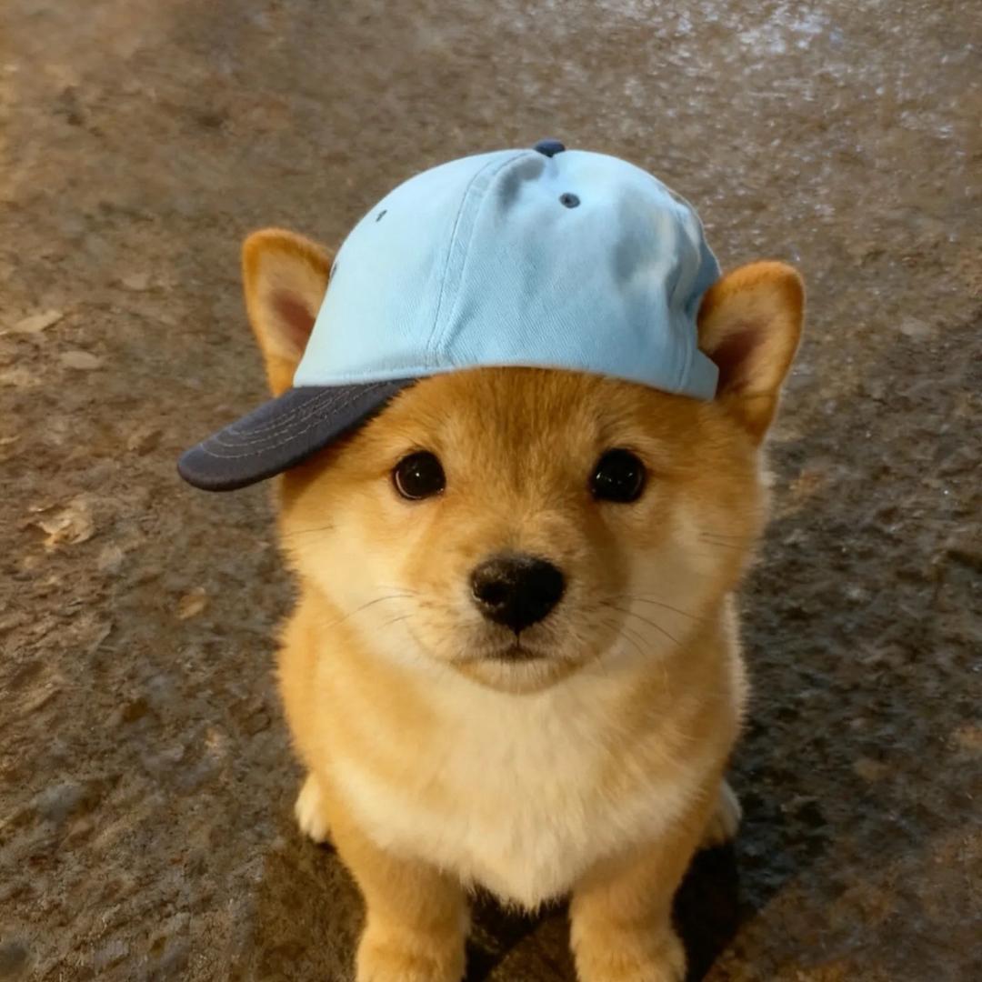 辛运炒蛋会发财