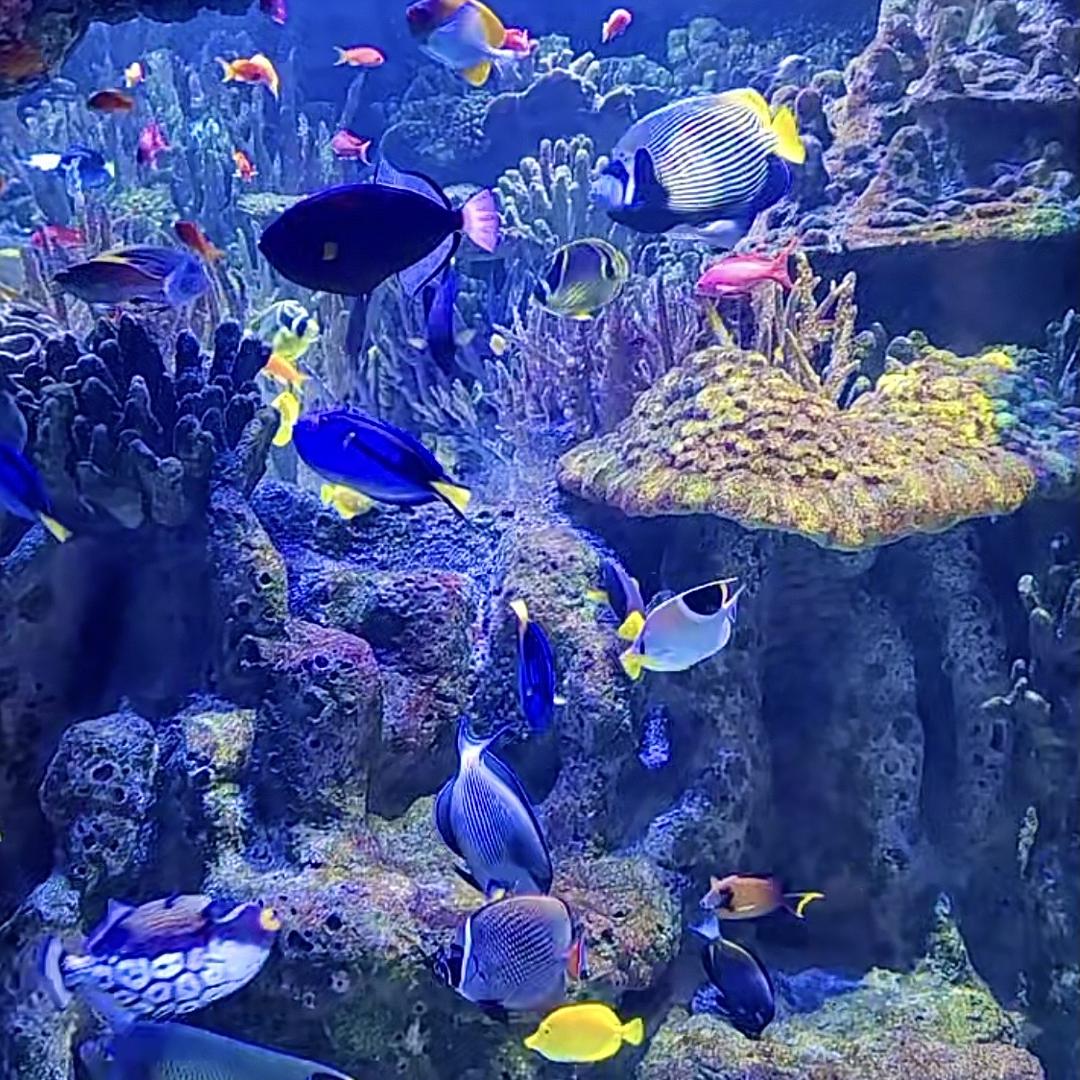 海哥水族观赏鱼