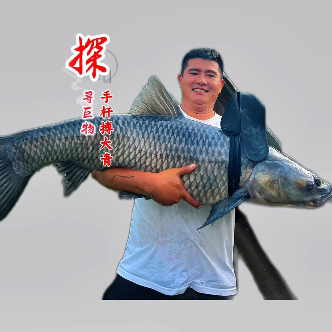 大鹏钓鱼
