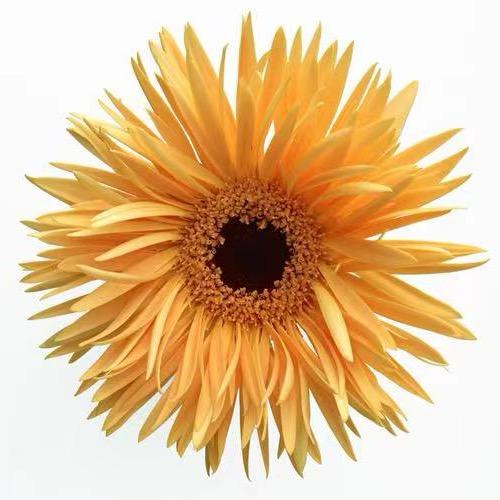 行走的logo✓🌼