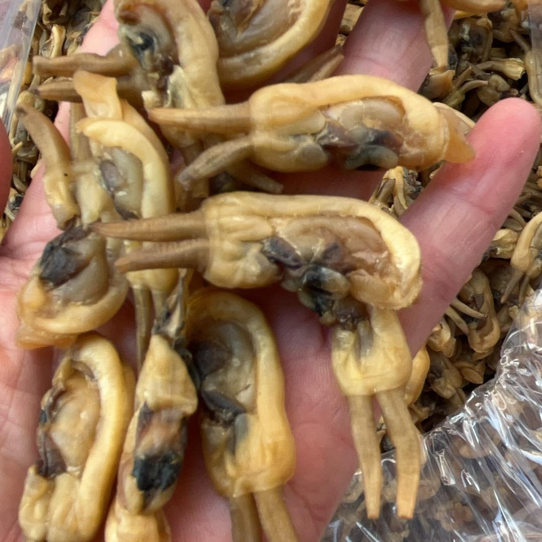 泛琴声