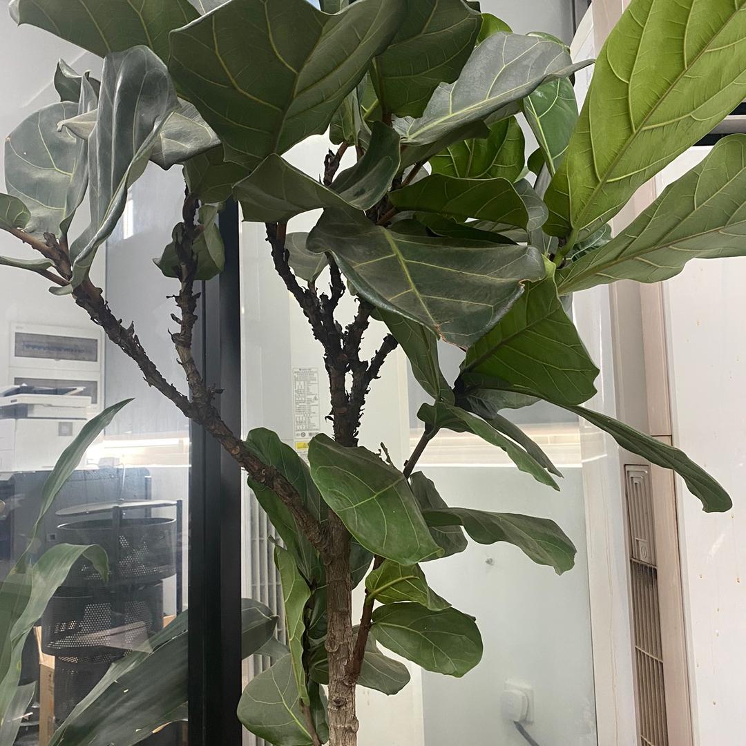 拆萌无人机