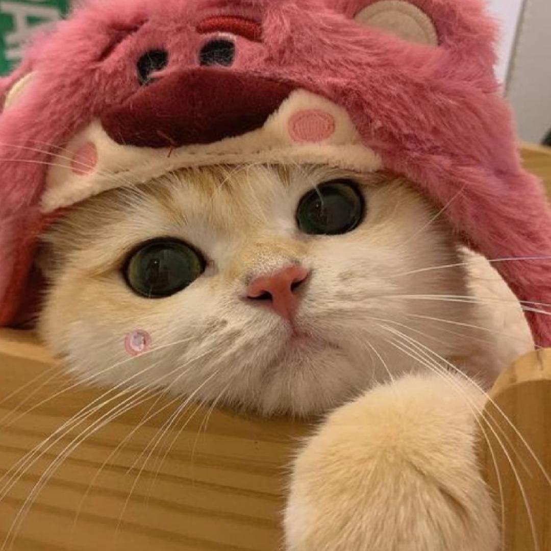 一颗小柚子