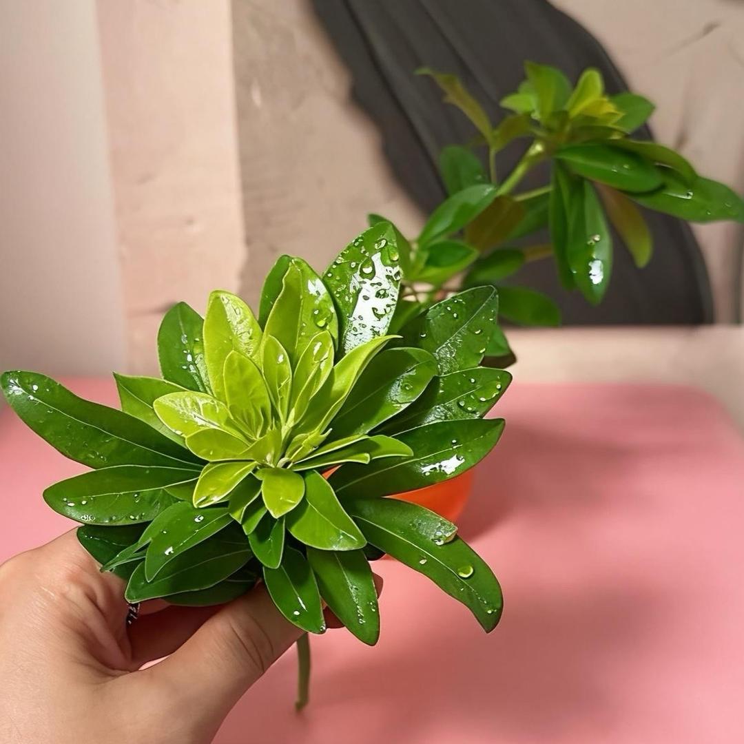 葫芦漫行记
