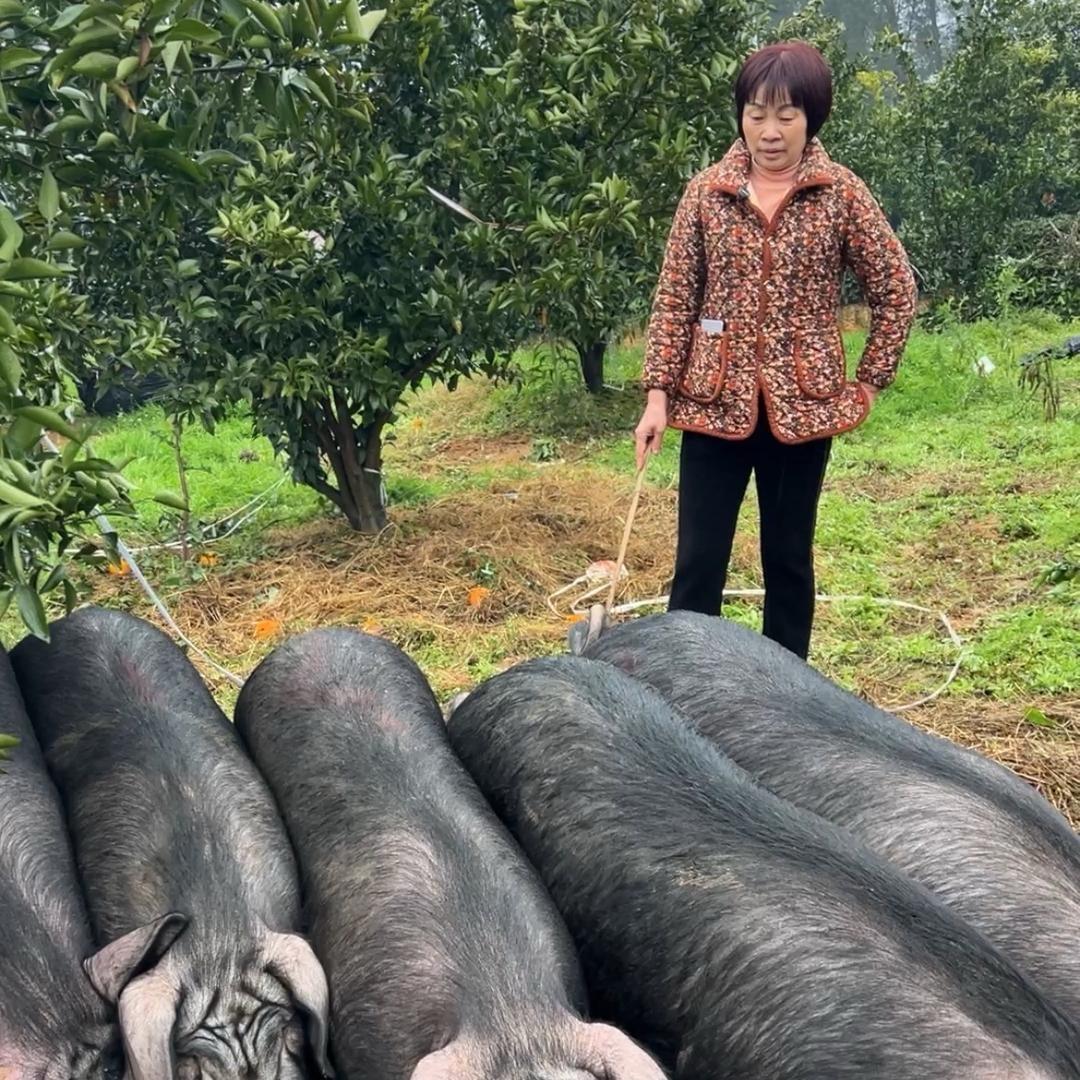 四川肉德娃土黑猪