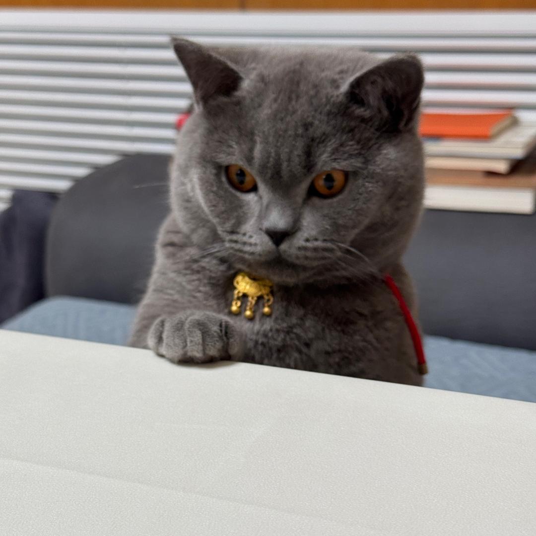 香香的猫