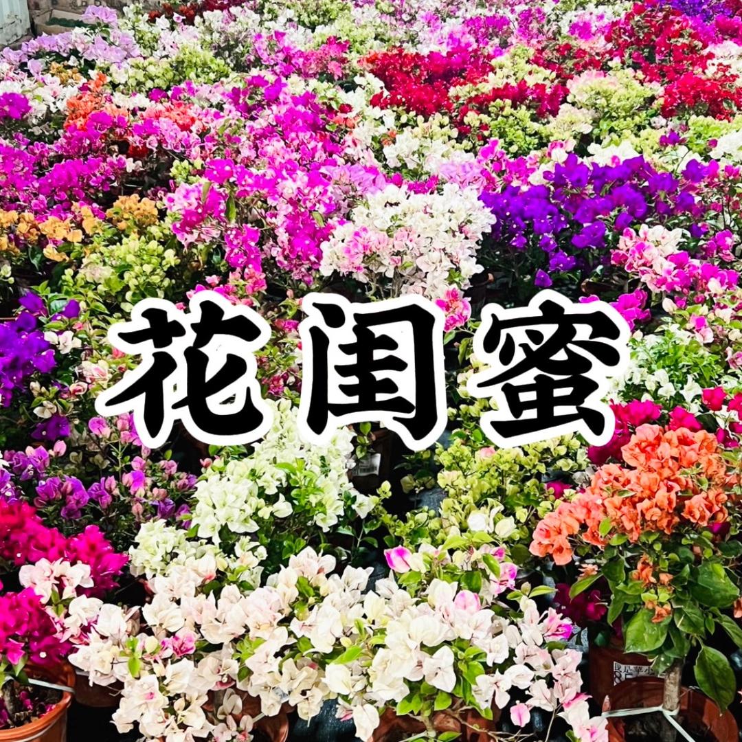 花闺蜜园艺三角梅