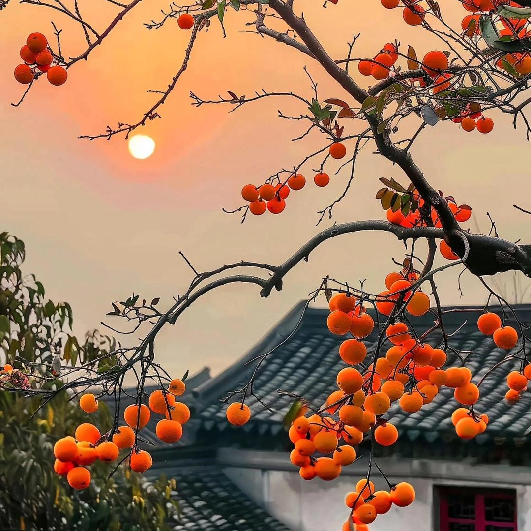 柿柿如意好事连连