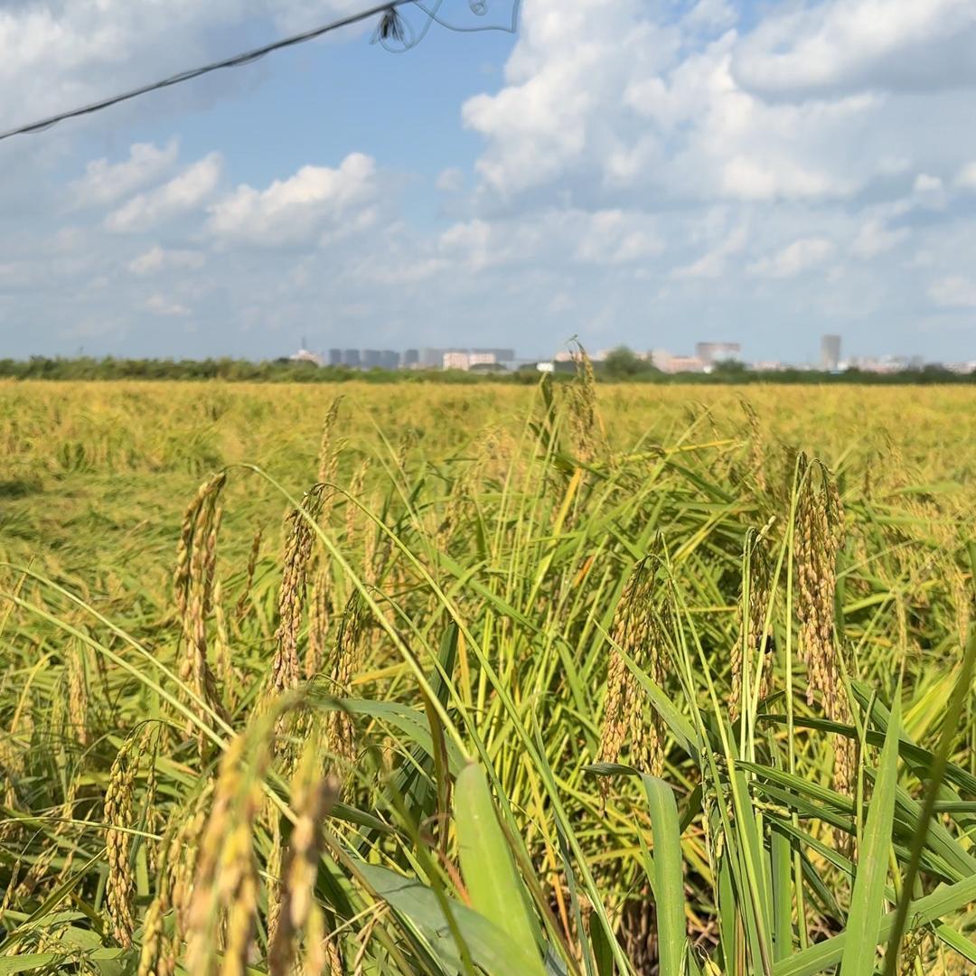 明泽福神稻大米专卖店