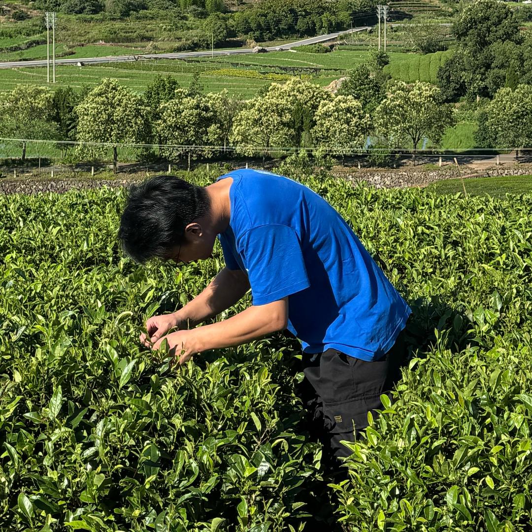 傅帅茶叶