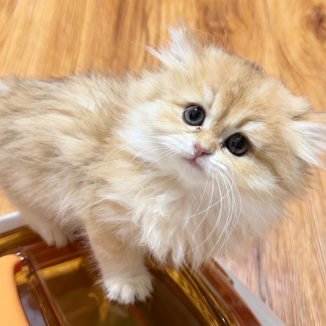 domi