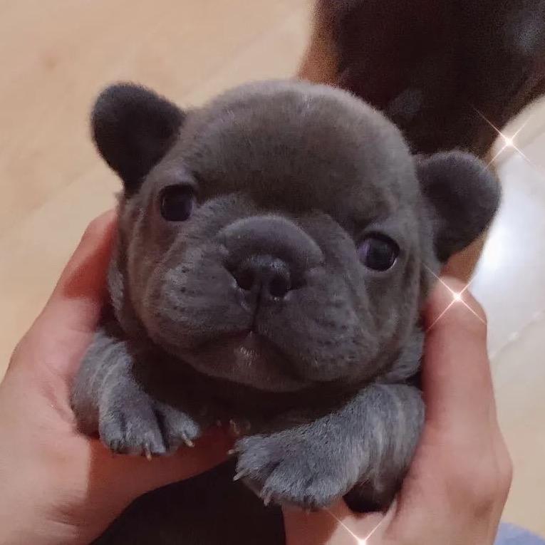 萌宠 宠物 淘狗记