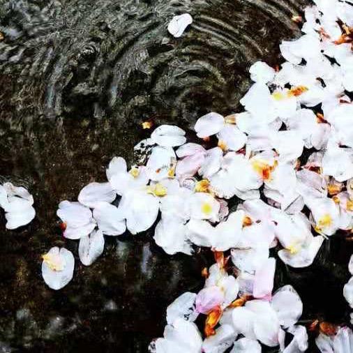 @🌸花瓣雨🌸