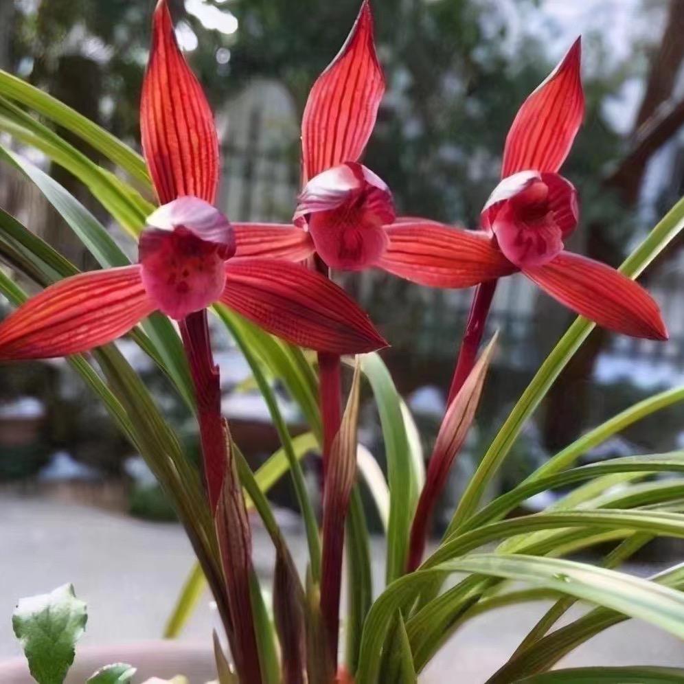 瑾雅花园