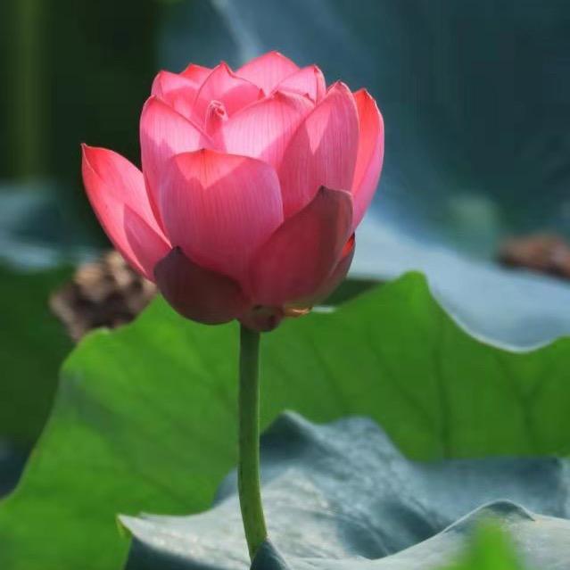 小玉儿
