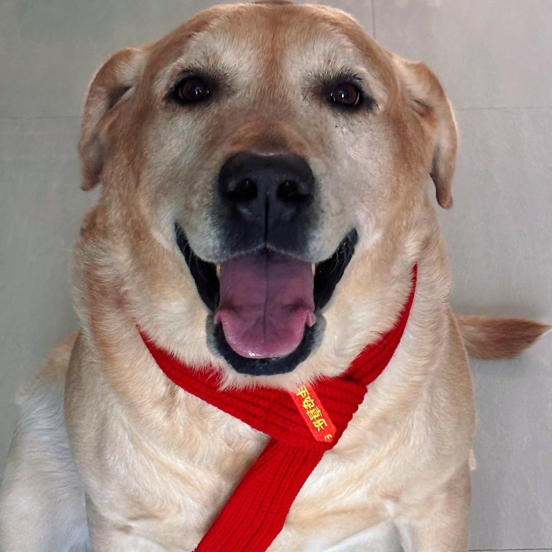 我的拉布拉多球球