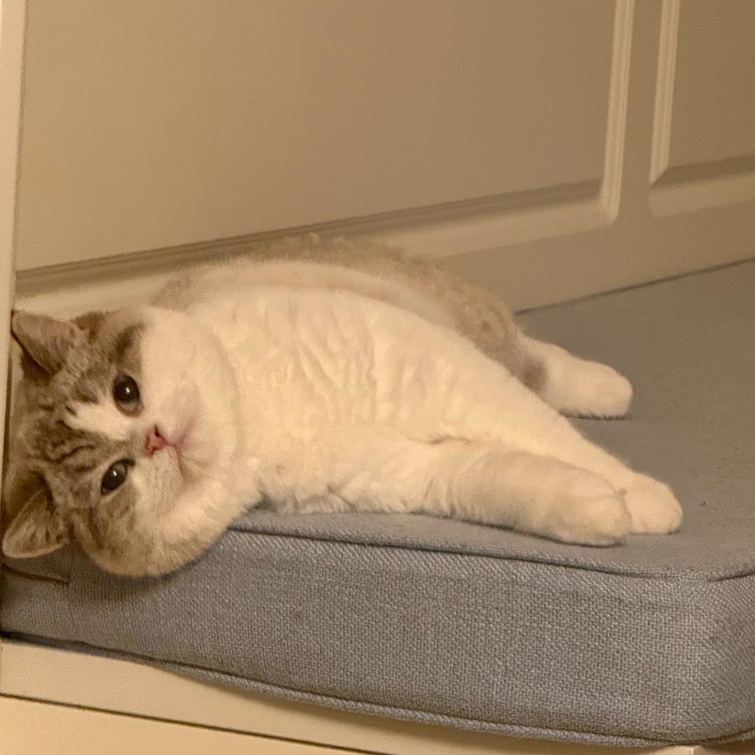 一拳打爆猪头