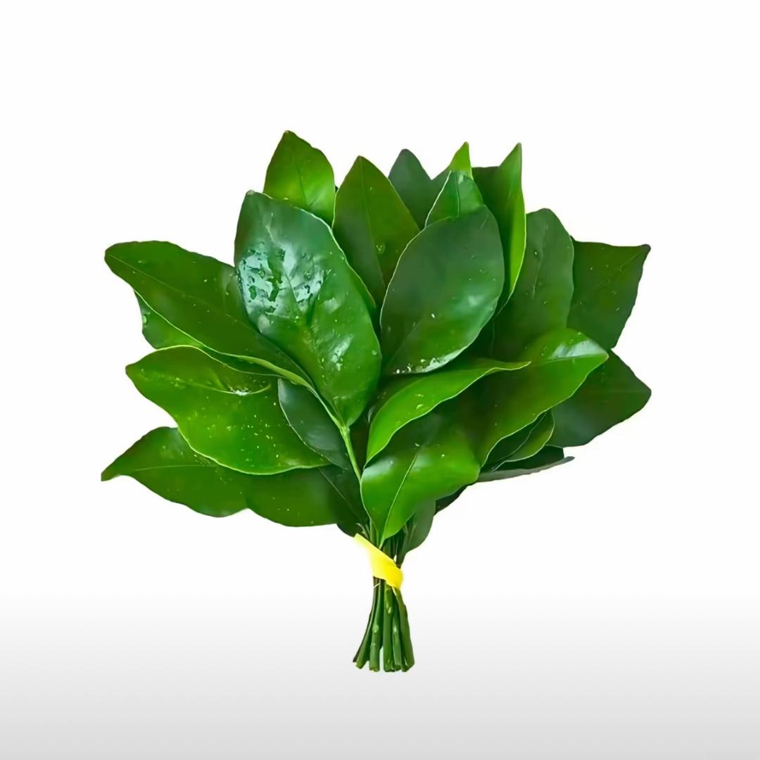 咕噜噜嗷呜呜.
