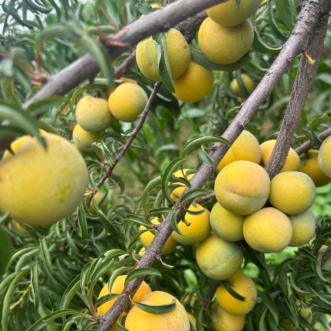 贵州伟林蜂糖李千亩种植基地