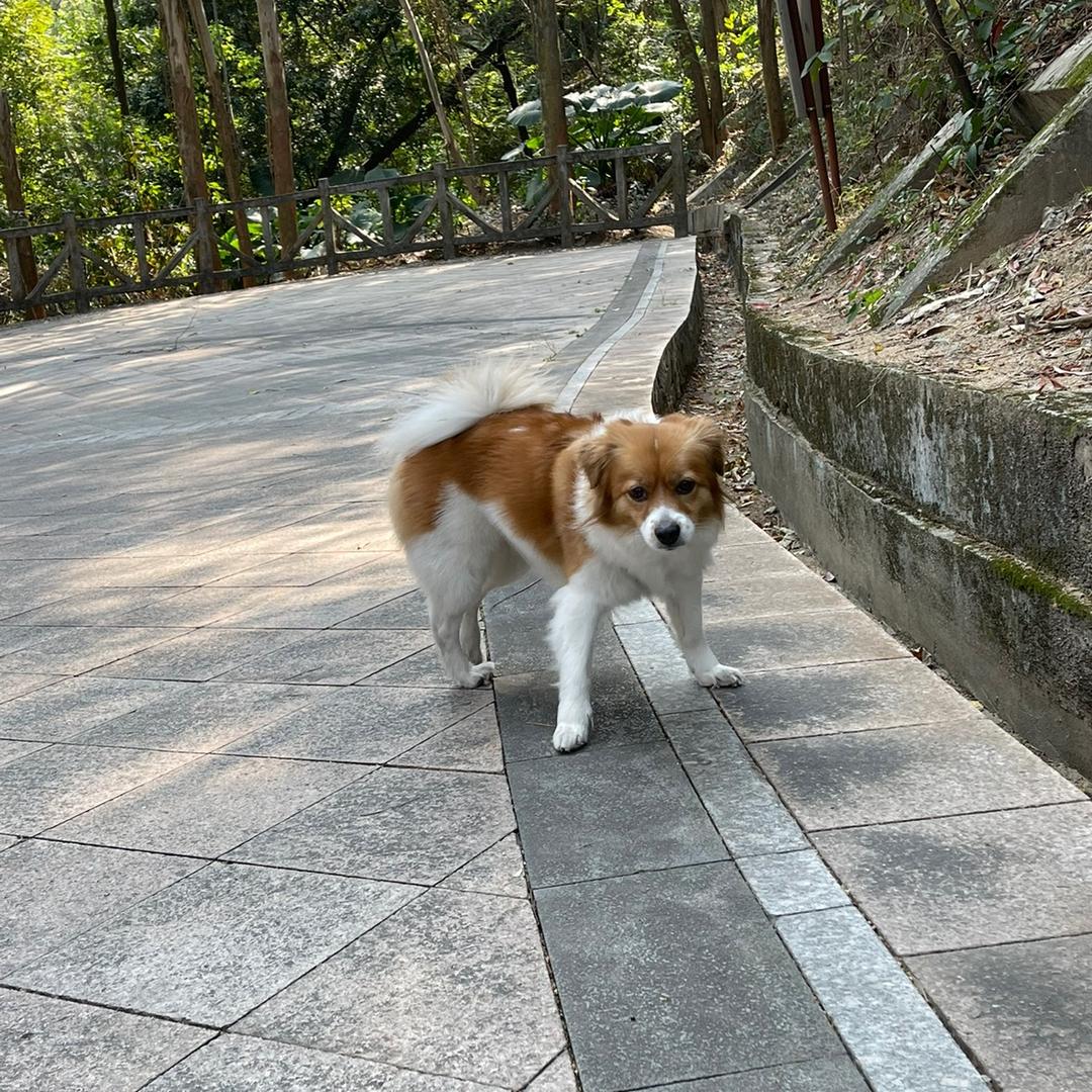 叶子树