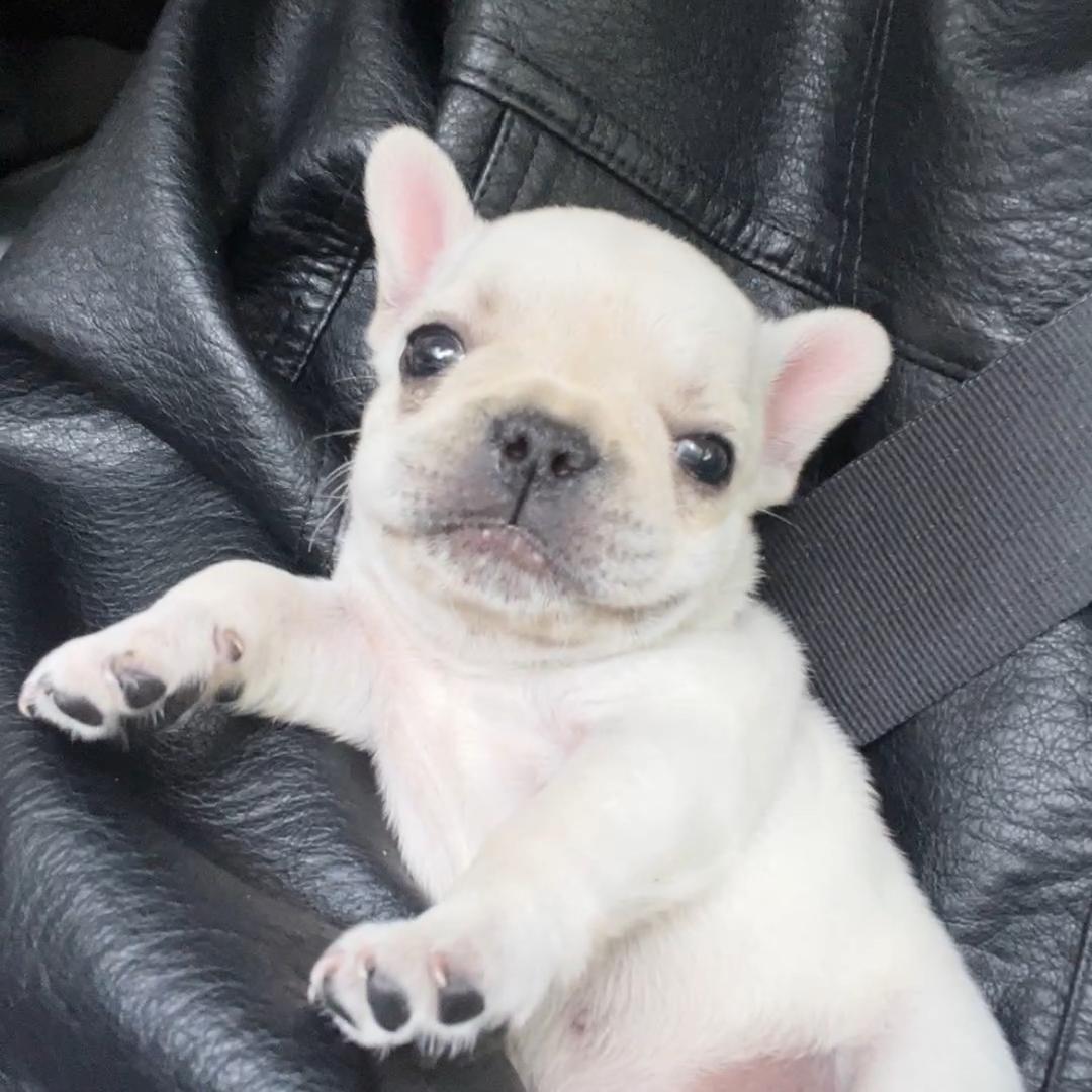 墩墩是只小法斗