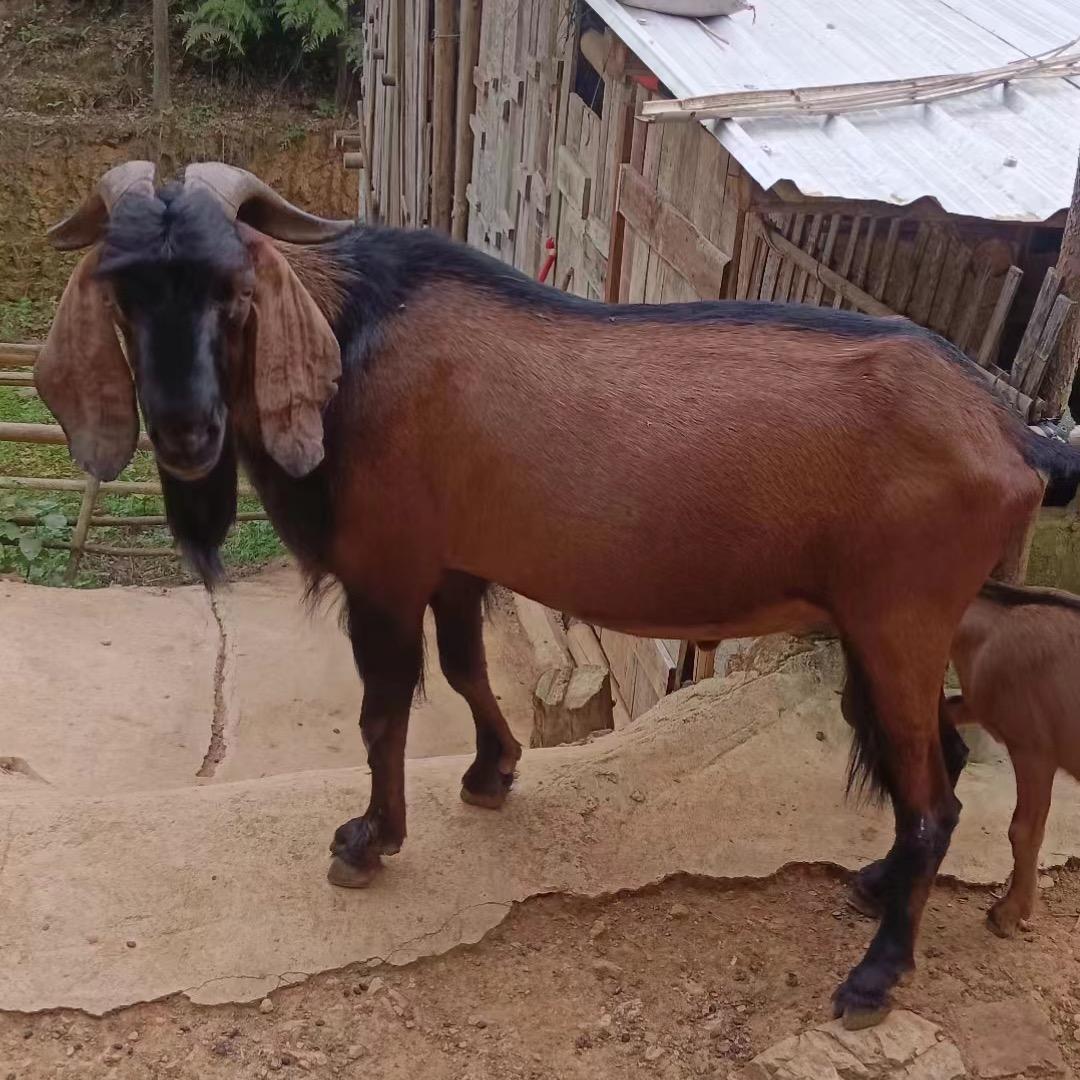 里岛山羊养殖场