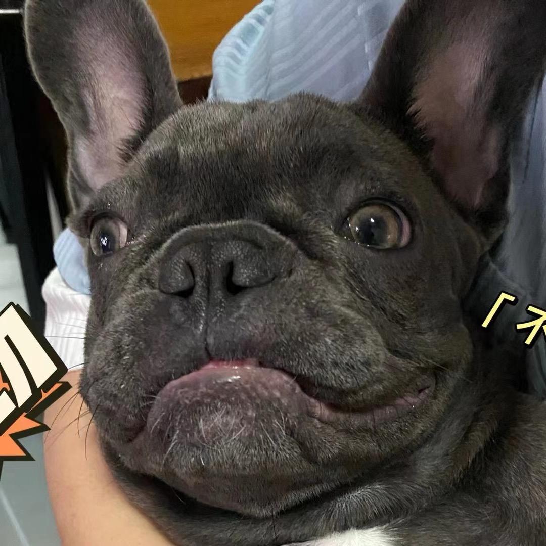 失业的爹~叛逆的仔(元宝)