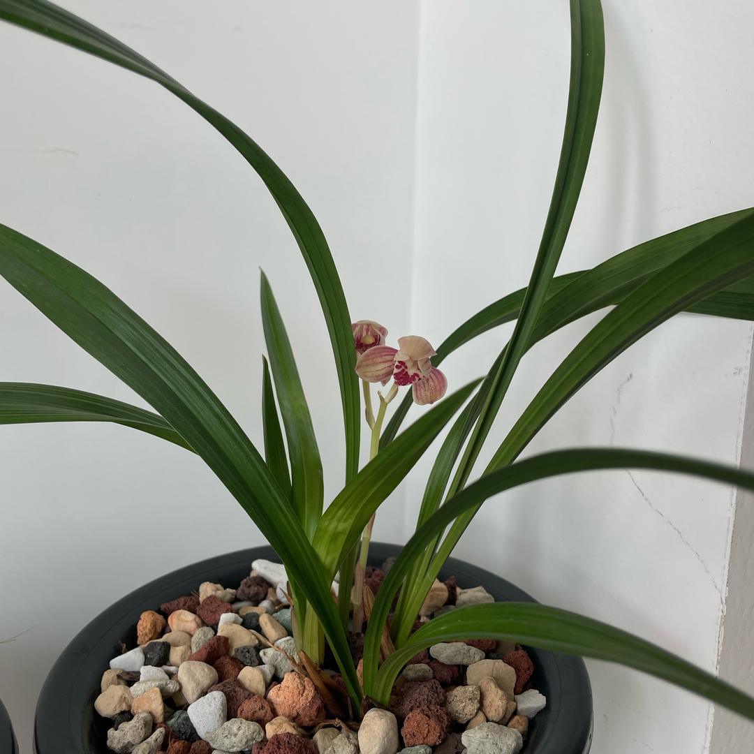 大老王