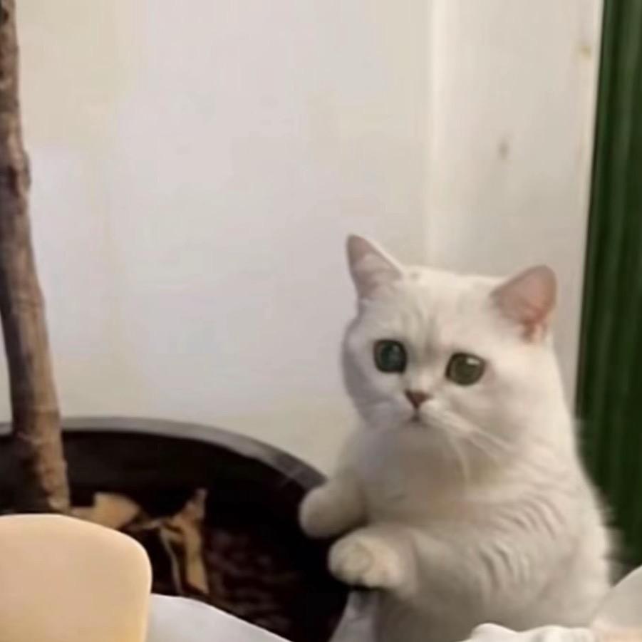 🐰lulu小兔子与守卫小🐯