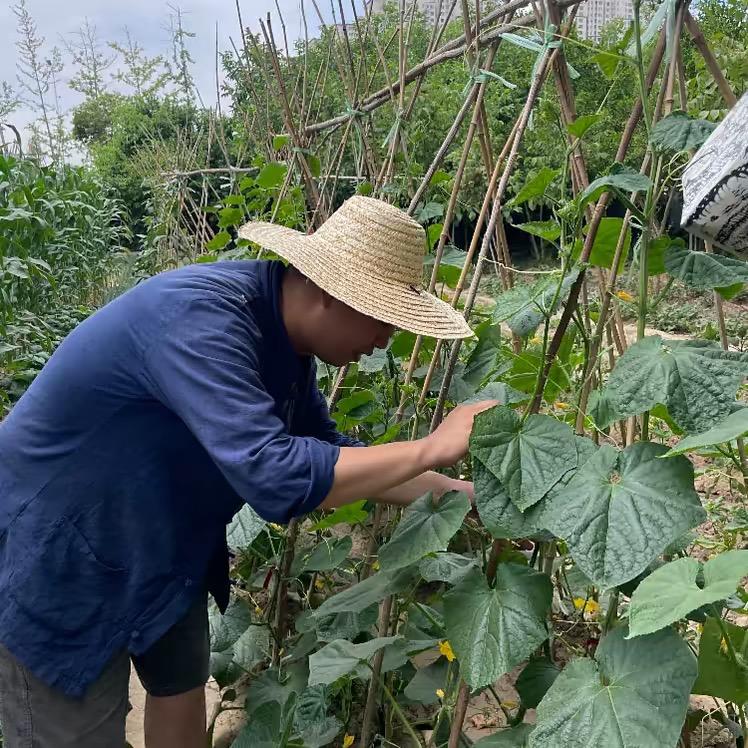 果树种植大明1618