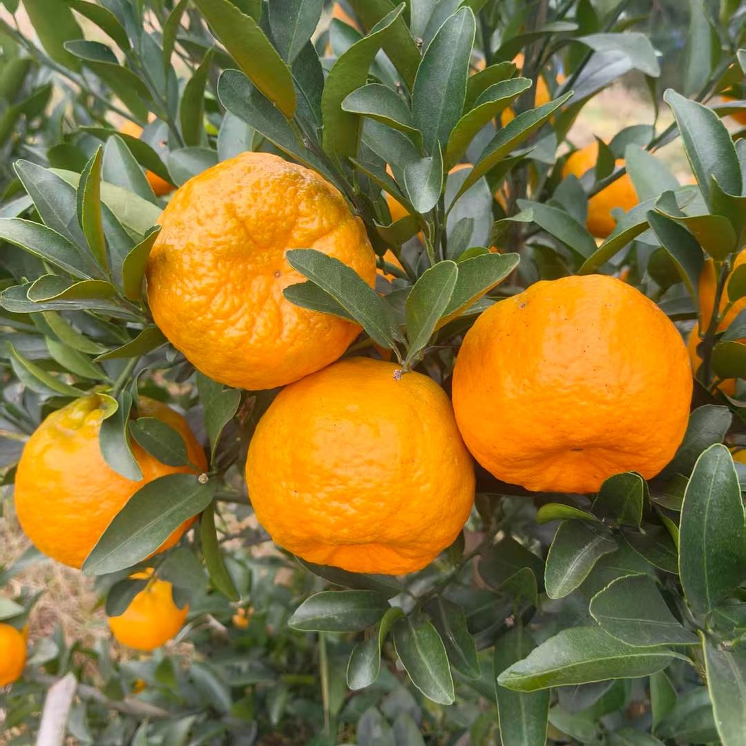 四川爱媛 耙耙柑炸街爆品