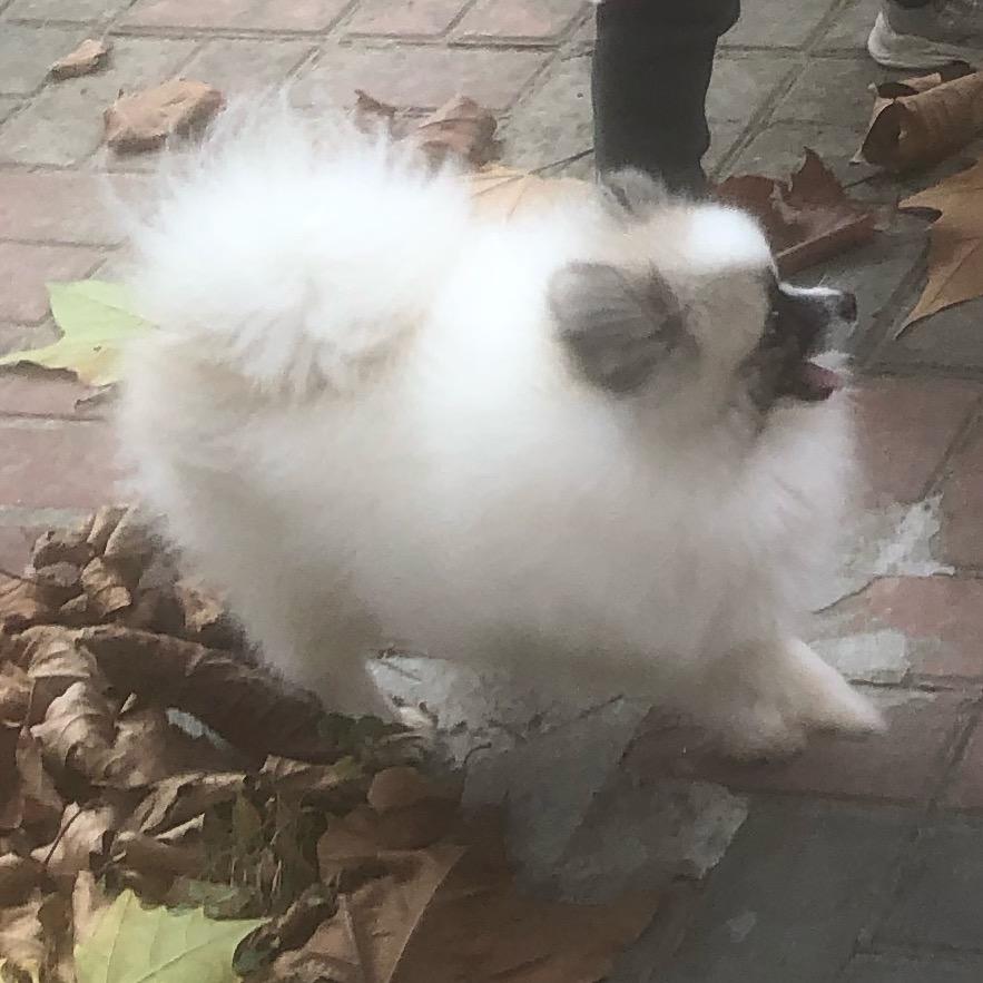 博美犬