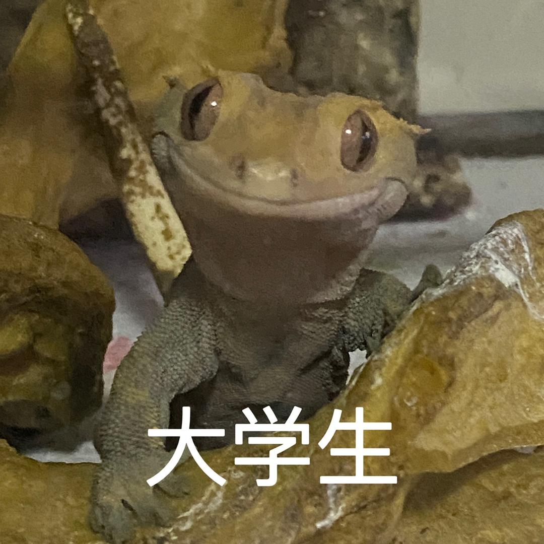 圆圖的猫