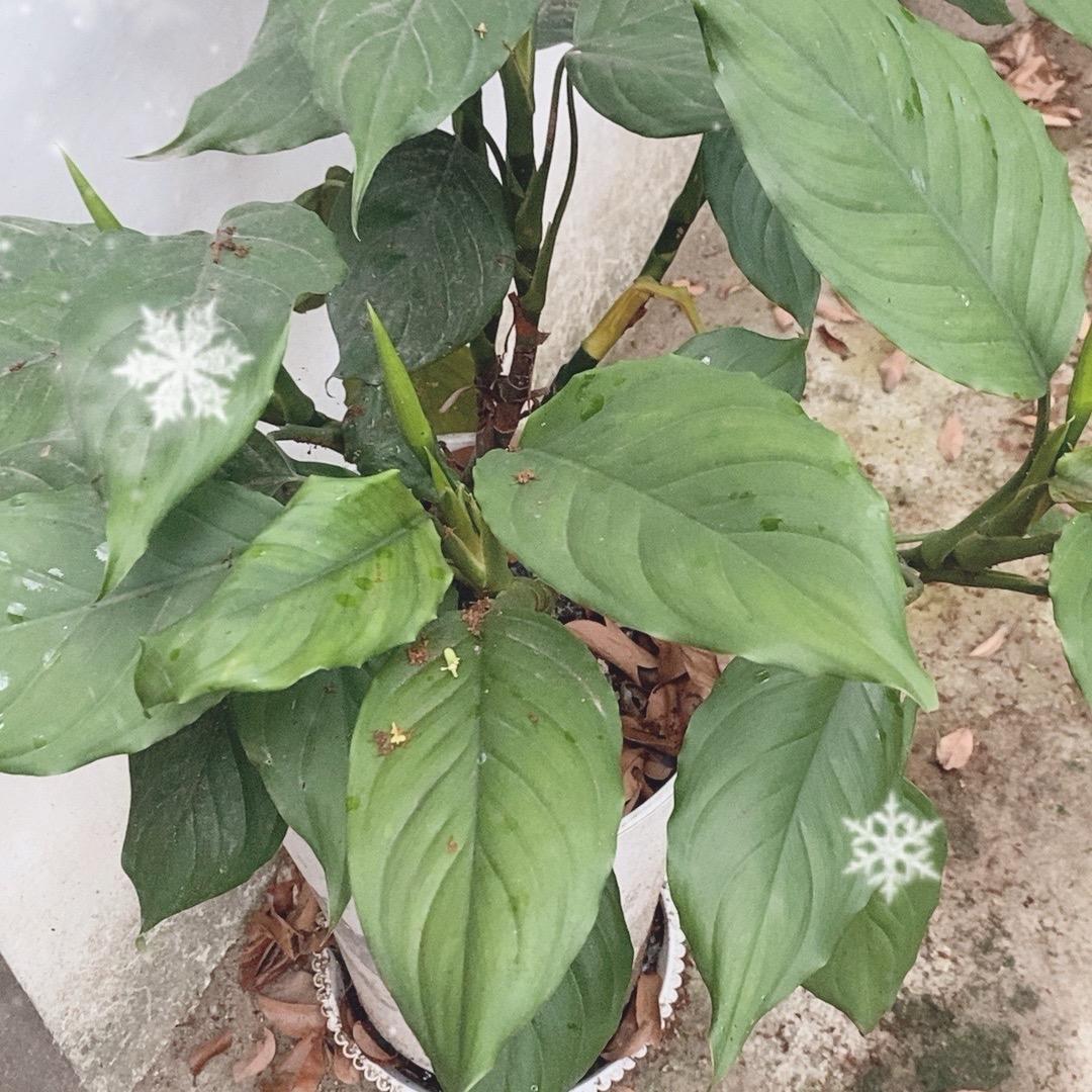 牛牛来福