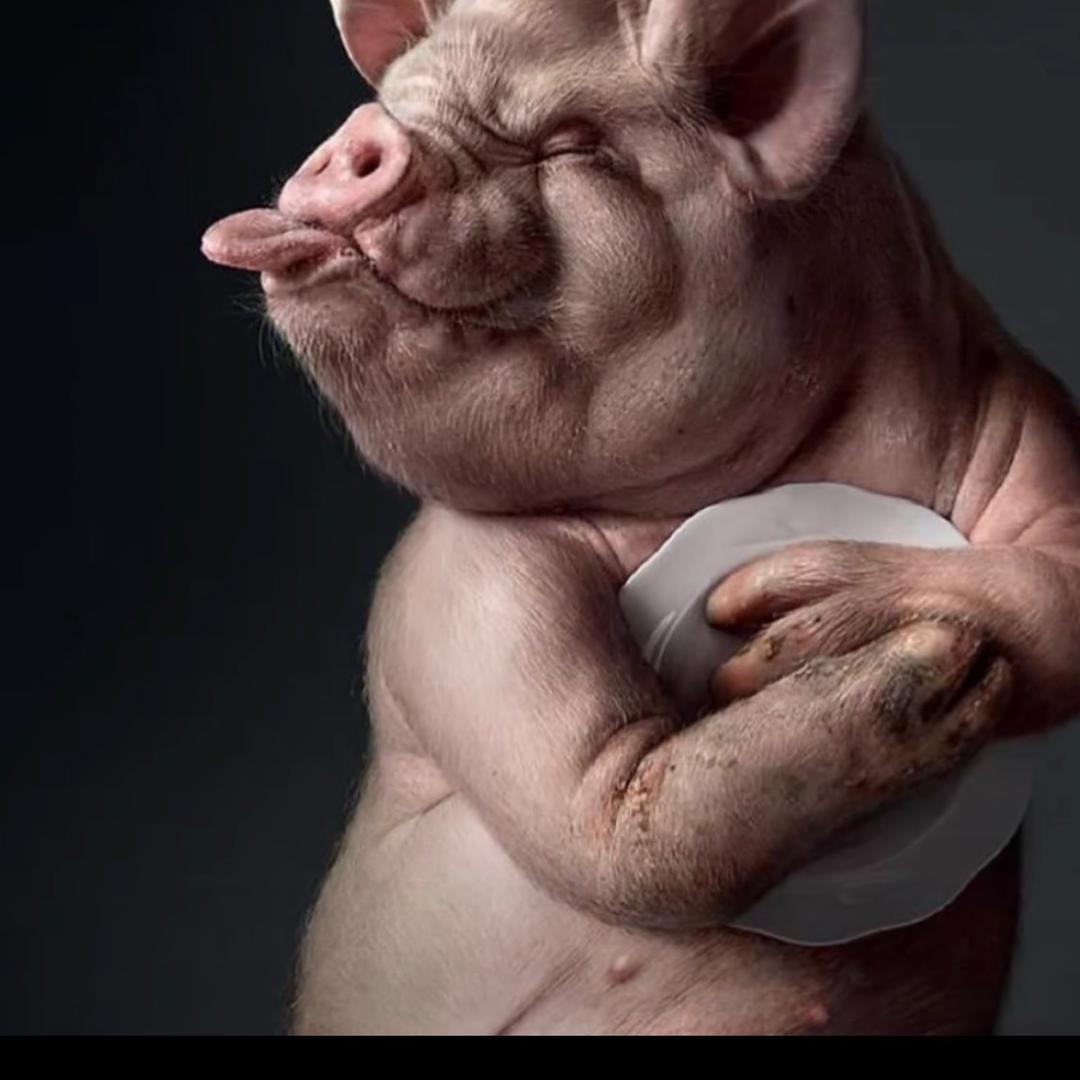 小猪佩奇🐷