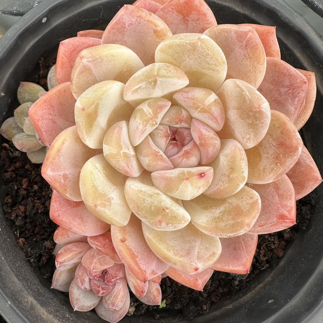 白月牙多肉