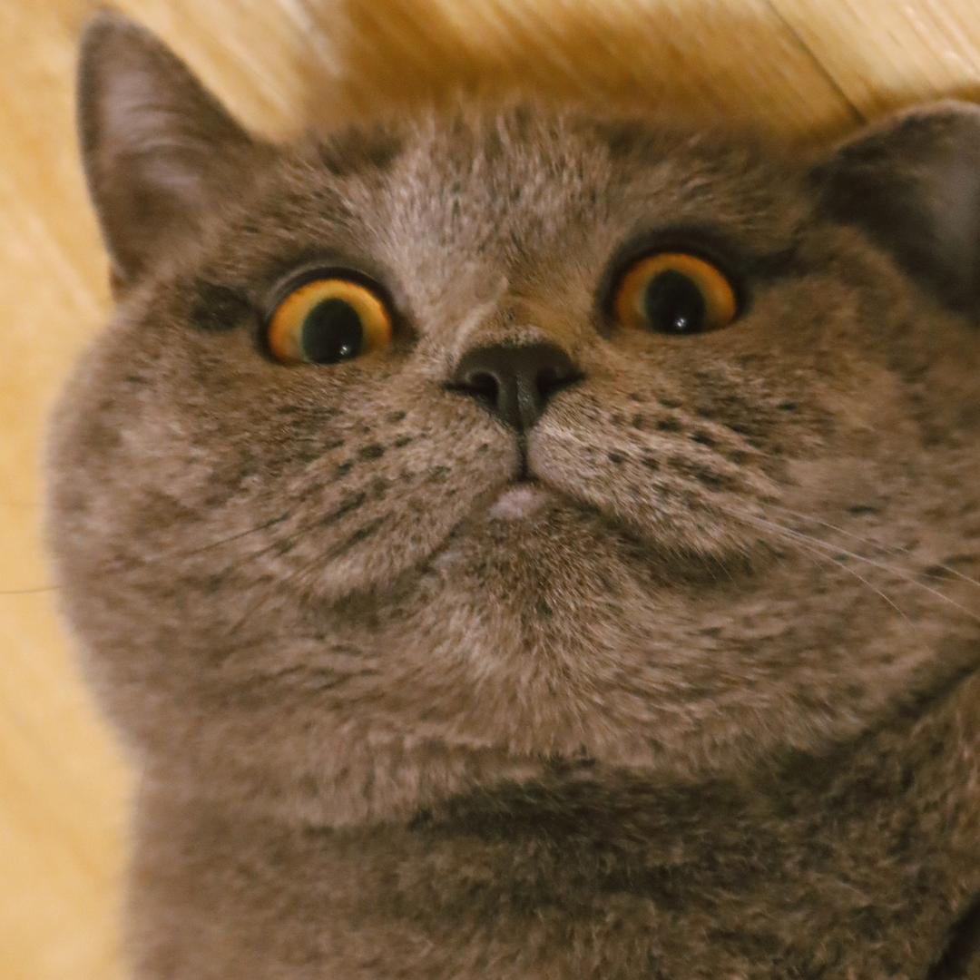 我家有只冰美式