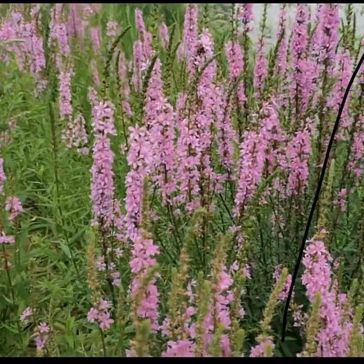 薰衣草