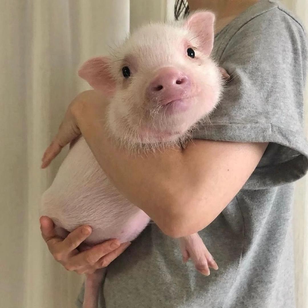 养猪人在农村🔥