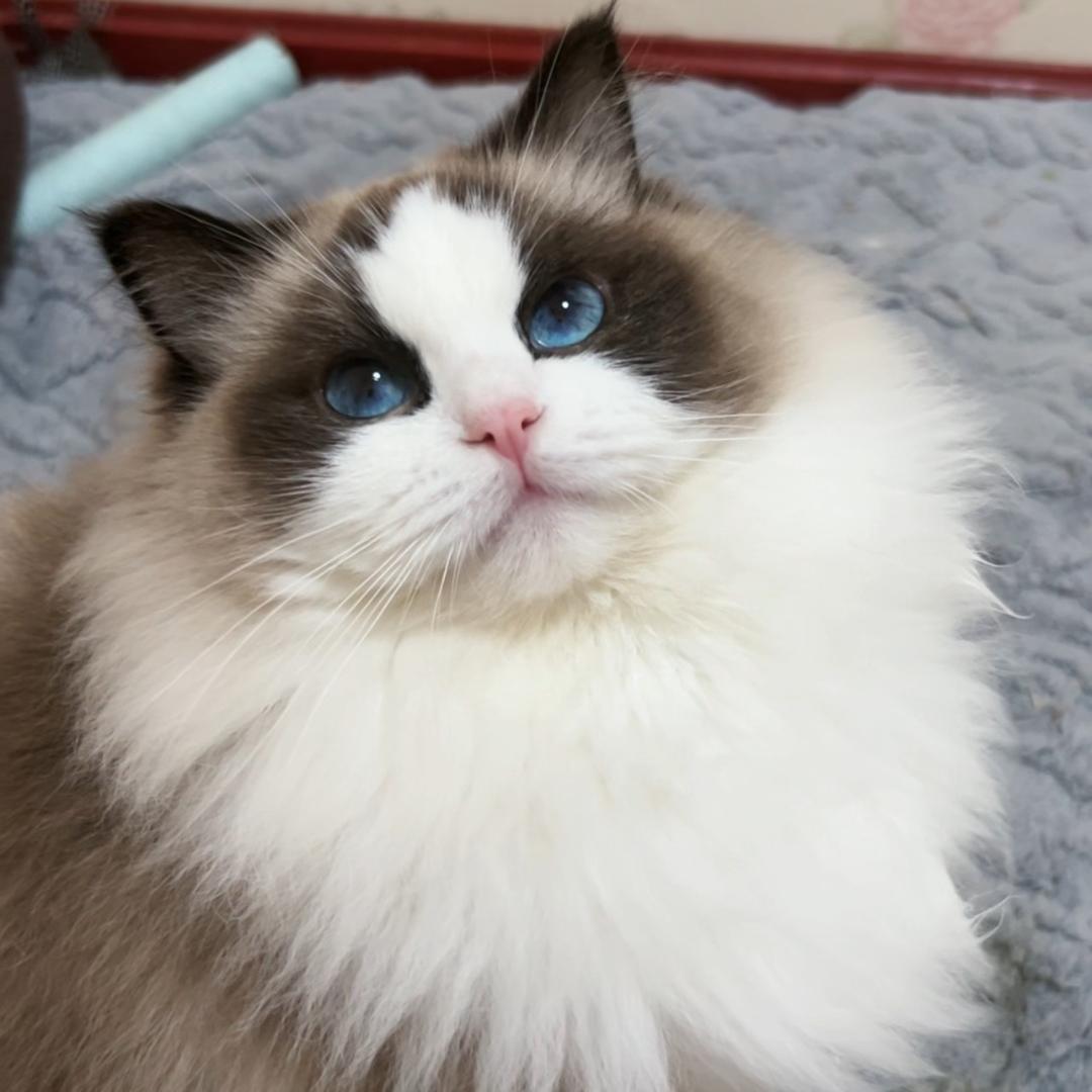 养猫人