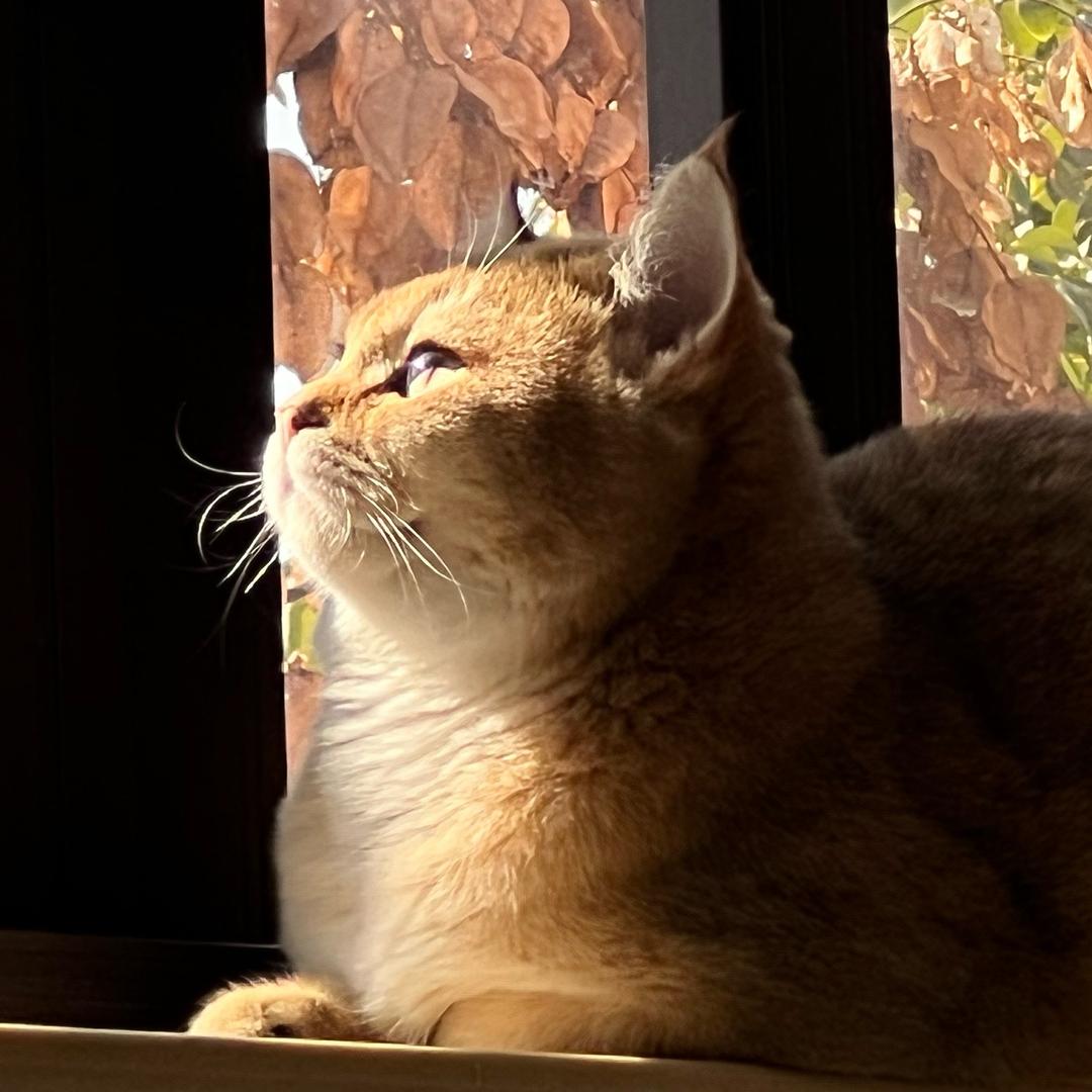 三喵开泰.🐱