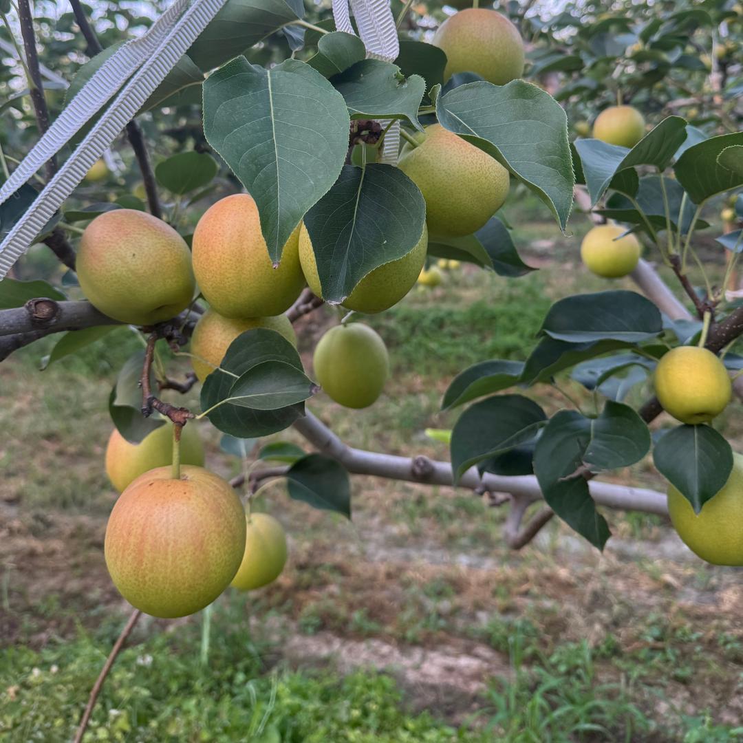 60亩红酥蜜农场园