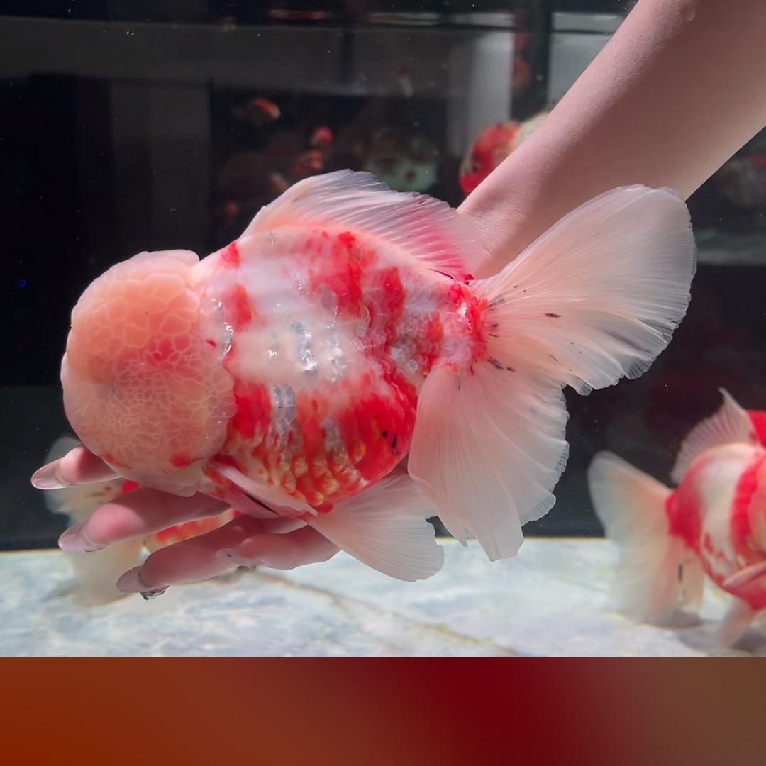 波妞的泰狮🐟