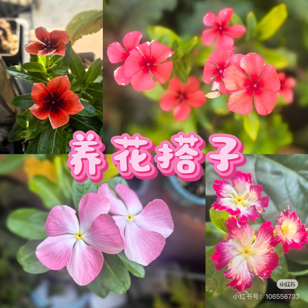 一亩花田小乐