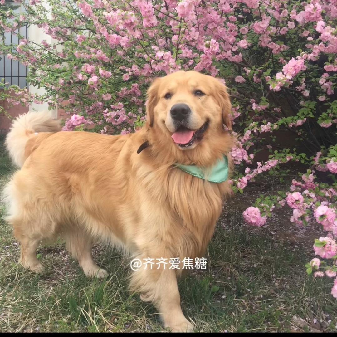 齐齐爱焦糖