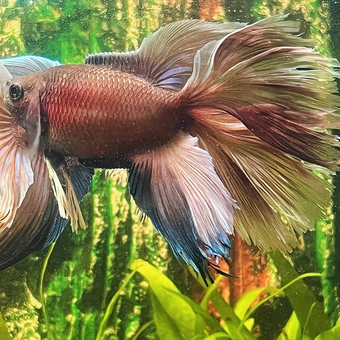 趣麦鱼水族工作室