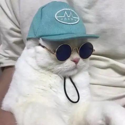 情感猫