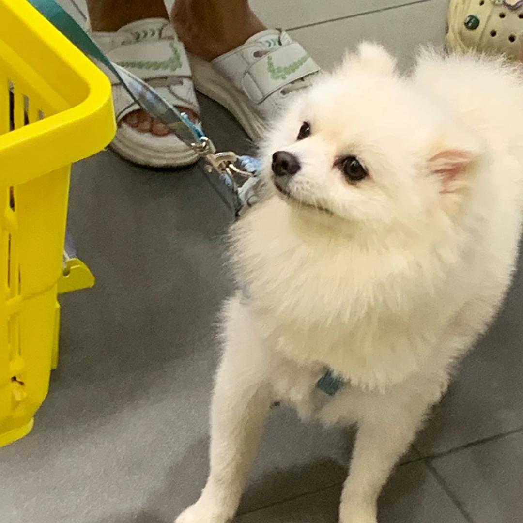 桃子