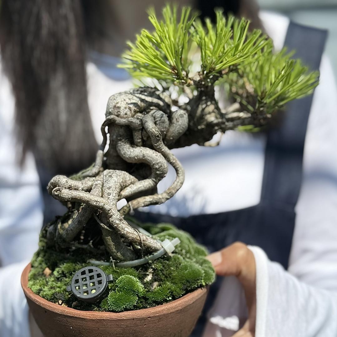 葫芦盆景园