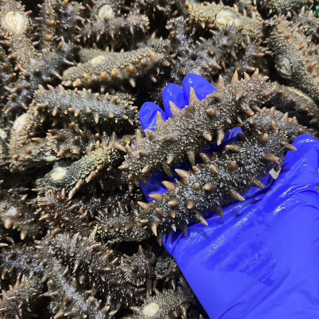 好鲜参海鲜优品